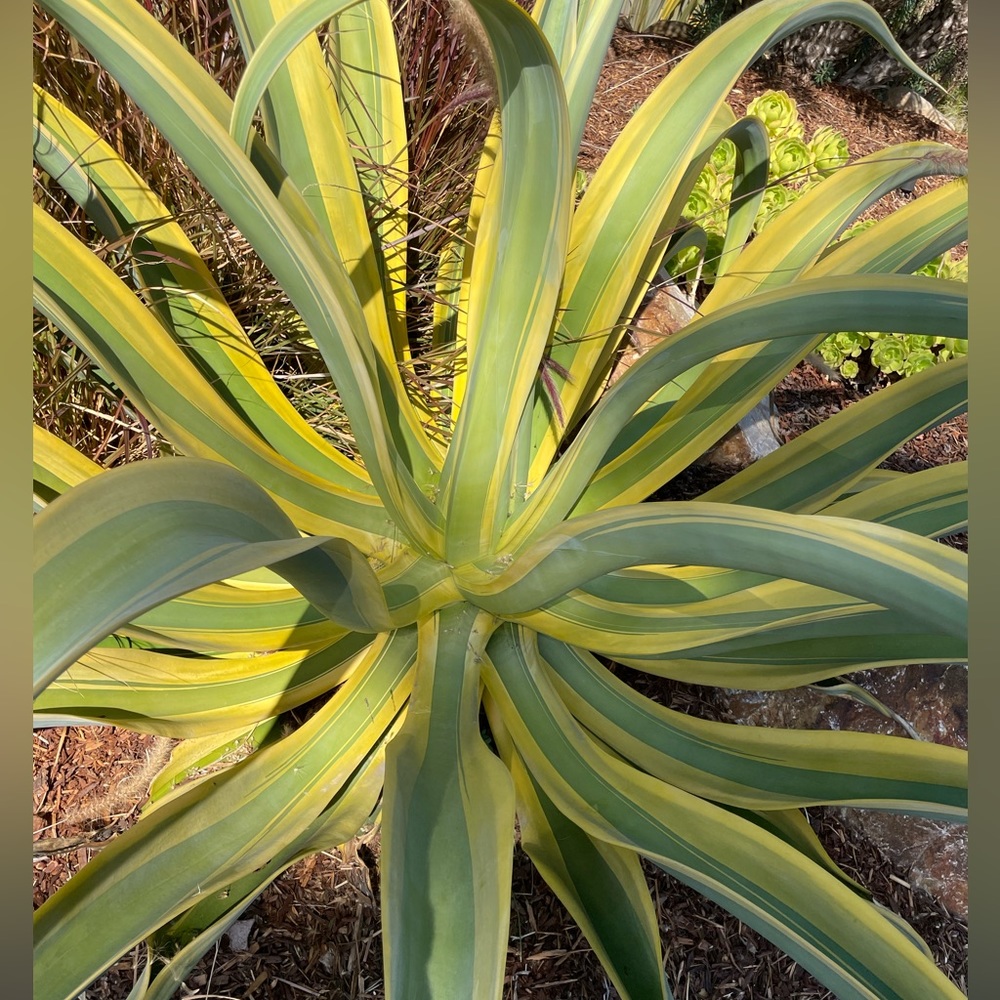 Variegated “stained glass” Octopus Agave - Picture 6 of 7
